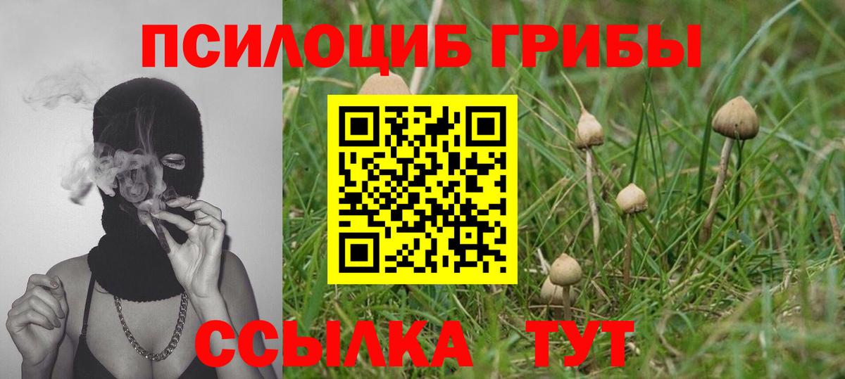 Галлюциногенные грибы Magic Shrooms  Новозыбков  Галлюциногенные грибы Psilocybine cubensis 